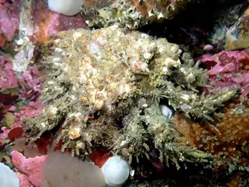 Heart Crab