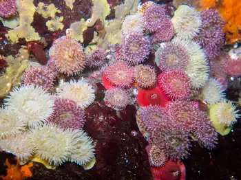 Painted Anemones