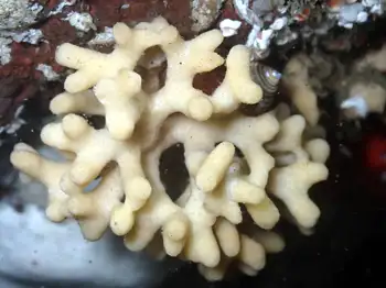 northern staghorn bryozoan
