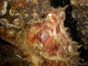 Red Octopus