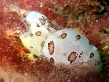 Leopard Nudibranchs