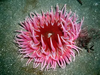 Sand Rose Anemone