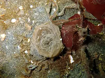 Slime Tube Feather Duster Worm