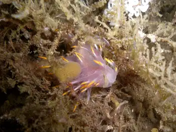 Multicolor Dendronotid