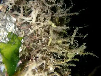 Bryozoans