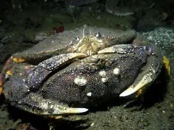 Brown Rock Crabs