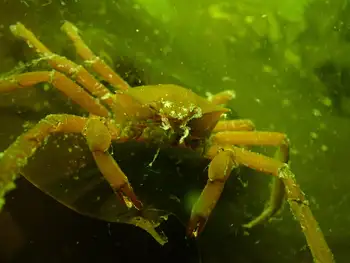 Northern Kelp Crab