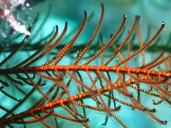 Hydroid