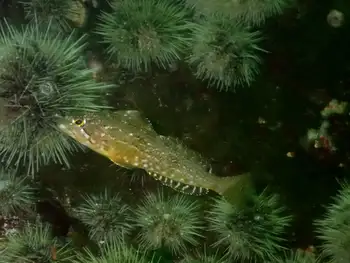Whitespotted Greenling
