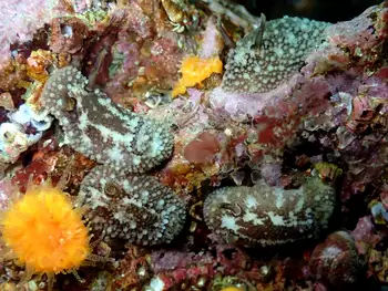 Barnacle Eating Nudibranchs