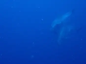 bottlenose dolphin