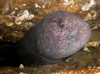 Wolf Eel