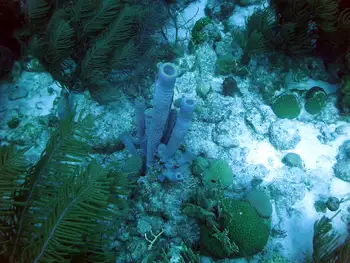 Branching Tube Sponge