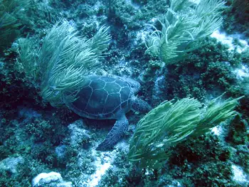 Green Sea Turtle