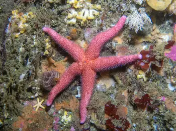 blood star