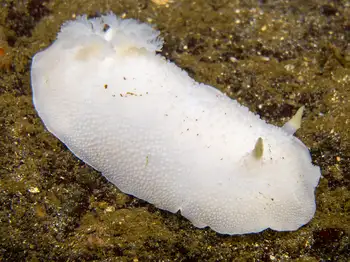 white nudibranch