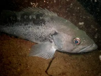 Black Rockfish