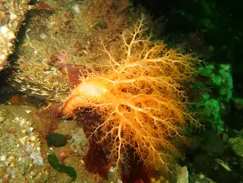 Red Sea Cucumber