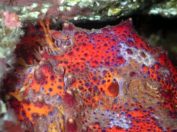 Puget Sound King Crab