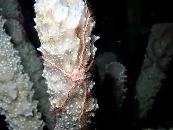 Sponge Brittle Star