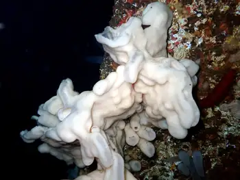 Cloud Sponge