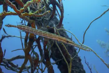 Trumpetfish