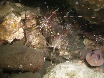Coonstripe Shrimp