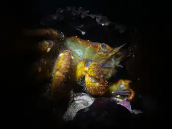 Helmet Crab