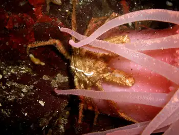 Sharp Nosed Crab