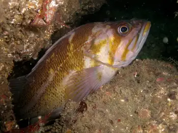 Copper Rockfish