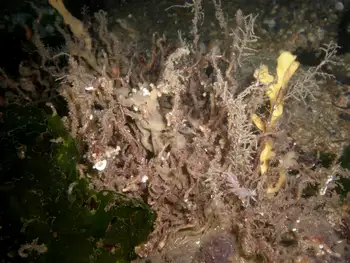 Red Flabellina Nudibranch