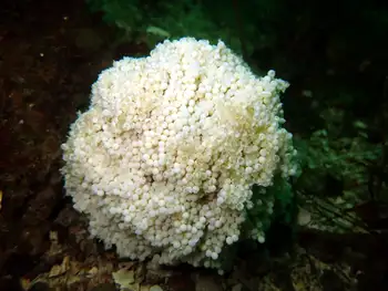 Eggs Lingcod