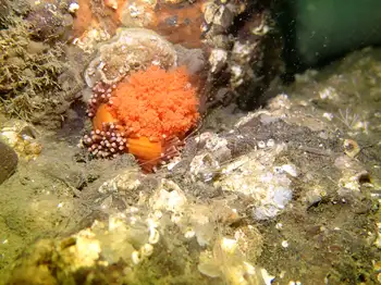 Red Sea Cucumber