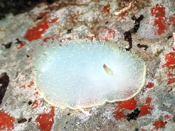 Nanaimo Nudibranch