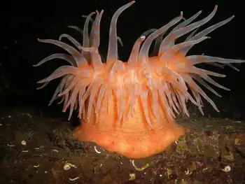 Painted Anemone