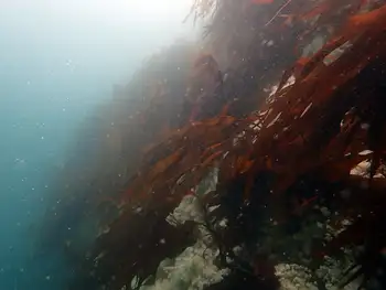 Torn Kelp