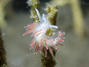 Red Gilled Nudibranch