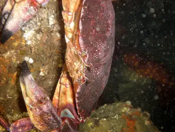 Red Rock Crab