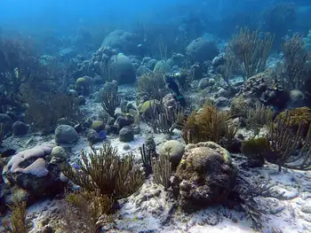 Coral