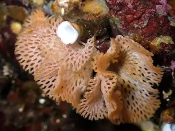 Lattice Work Bryozoan
