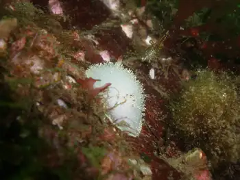 Nanaimo Nudibranch