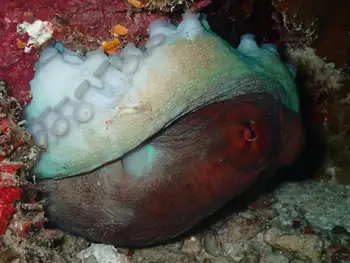 Indian Reef Octopus