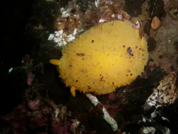 Monterey Sea Lemon