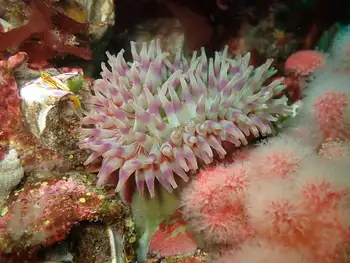 Painted Anemone