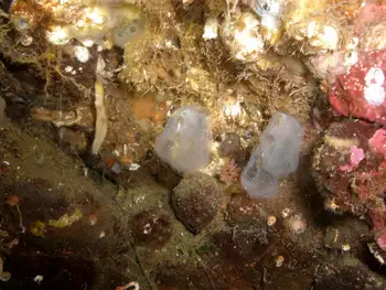 Transparent Sea Squirts