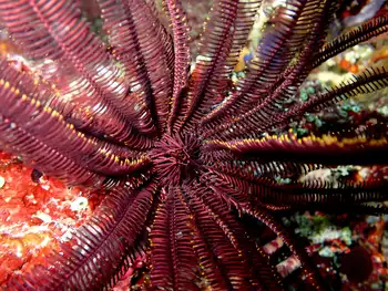 Noble Feather Star