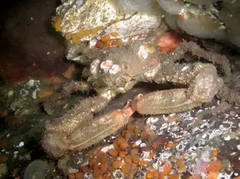 Sharp Nosed Crab