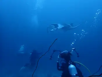 Reef Manta