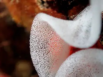 Eggs Nudibranch