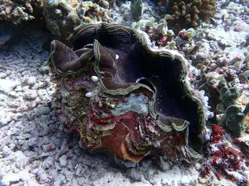 Fluted Giant Clam
